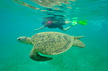 Snorkler with a male green turtle (Chelonia mydas) Mayotte. Indian Ocean.