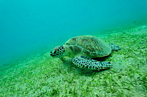Green turtle (Chelonia mydas) on sea floor, Mayotte. Indian Ocean.