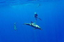Bottlenose dolphins (Tursiops truncatus) swimming in open water with two snorkellers around them,  Reunion Island. Indian Ocean. October 2009.