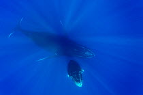 Female Humpback whale (Megaptera novaeangliae) with its calf in open water,  Reunion Island. Indian Ocean.