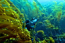 Underwater cameraman filming a kelp forest (Macrocystis pyrifera), California, USA. Pacific ocean. November 2006.