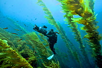 Underwater cameraman is filming a kelp forest (Macrocystis pyrifera), California, USA. Pacific ocean. November 2006.