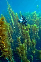 Underwater cameraman is filming a Kelp forest (Macrocystis pyrifera), California, USA. Pacific ocean. November 2006.