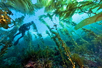 Underwater cameraman is filming Kelp forest (Macrocystis pyrifera), California, USA. Pacific ocean. November 2006.