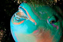 Close-up of the head of a Bullethead parrotfish (Chlorurus sordidus) sleeping at night, Great Barrier Reef, Australia. Coral sea.