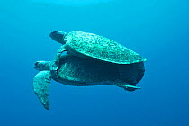 Two Green turtles (Chelonia mydas) mating, the male has a tag, Raine Island, Great Barrier Reef, Australia. Coral sea.