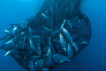 Drag net of a seine fishing vessel full of Yellowfin tuna (Thunnus albacares), Los Roques, Venezuela. Caribbean.