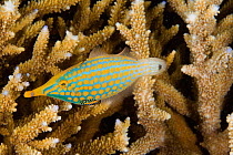 Longnose / Harlequin filefish (Oxymonacanthus longirostris) by coral, New Caledonia. Pacific Ocean.