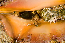 Close-up of the eyes and the mouth of a Strombus conch (Strombus latissimus) New Caledonia. Pacific Ocean.