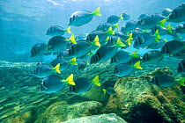 School of Razor surgeonfish (Prionurus laticlavius) Galapagos. Pacific ocean.
