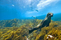 Young Galapagos sea lion (Zalophus wollebacki) with Green turtle in the background, Ecuador, Galapagos. Pacific ocean.