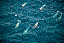 Group of Narwhals (Monodon monoceros) swimming at the surface.  Baffin island, Canada. Arctic ocean.