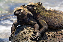Two Marine iguanas (Amblyrhynchus cristatus) on land,  Galapagos. Pacific ocean.