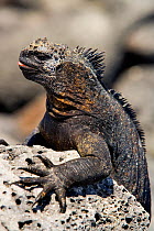 Marine iguana (Amblyrhynchus cristatus) on land,  Galapagos. Pacific ocean.