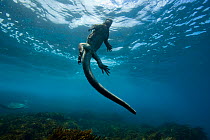 Marine iguana (Amblyrhynchus cristatus) swimming back to the surface,  Galapagos. Pacific ocean.