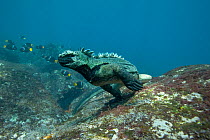 Marine iguana (Amblyrhynchus cristatus) underwater,  Galapagos. Pacific ocean.