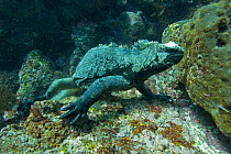 Marine iguana (Amblyrhynchus cristatus) underwater with algae, Galapagos. Pacific ocean.