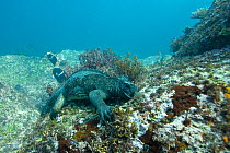 Marine iguana (Amblyrhynchus cristatus) grazing on algae,  Galapagos. Pacific ocean.