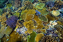 Coral reef with Tables corals (Acropora ) New Caledonia. Pacific Ocean.