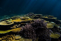 Coral reef with Table corals (Acropora ) at night under the full moon rays,  New Caledonia. Pacific Ocean.