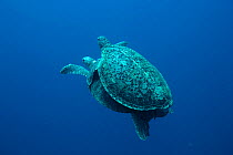 Two Green turtles (Chelonia mydas) mating.  Raine Island, Great Barrier Reef, Australia. Coral sea.