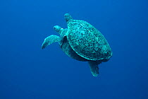 Two green turtles (Chelonia mydas) mating. Raine Island, Great Barrier Reef, Australia. Coral sea.