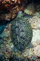 Green turtle (Chelonia mydas) on reef, Raine Island, Great Barrier Reef, Australia. Coral sea.