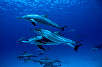 Group of Spinner dolphins (Stenella longirostris) Egypt. Red Sea.