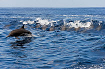 Group of Spinner dolphins (Stenella longirostris centroamericana) porpoising at the surface,  Costa Rica. Pacific ocean.