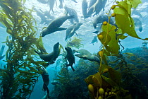 Group of California sea lions (Zalophus californianus) swimming in  kelp forest (Macrocystis pyrifera), California, USA. Pacific ocean.