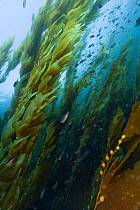 Kelp forest (Macrocystis pyrifera), California, USA. Pacific ocean.