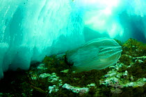 Ctenophora / Comb jelly (Beroe mitrata) under the ice, Baffin island, Canada. Arctic ocean.
