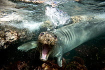 Young Northern elephant seal (Mirounga angustirostris) in very shallow water, Guadalupe island, Mexico. Pacific Ocean.