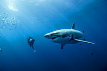 Cameraman filming a Great white shark (Carcharodon carcharias) in open water, Guadalupe island, Mexico. Pacific Ocean. November 2006.
