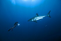 Diver with Great white shark (Carcharodon carcharias) in open water, Guadalupe island, Mexico. Pacific Ocean. November 2006.
