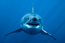 Great white shark (Carcharodon carcharias) in open water, Guadalupe island, Mexico. Pacific Ocean.