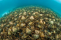 Aggregation of thousands of Spider crabs (Leptomithrax gaimardii) for moulting, Australia, South Australia Basin. Pacific Ocean.
