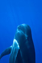 Short-finned pilot whale (Globicephala macrorhynchus) close to the surface,  Costa Rica. Pacific ocean.