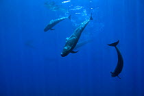 Group of Short-finned pilot whales (Globicephala macrorhynchus) close to the surface,  Costa Rica. Pacific ocean.