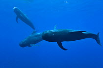 Three Short-finned pilot whales (Globicephala macrorhynchus) close to the surface,  Costa Rica. Pacific ocean.