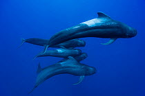 Group of short-finned pilot whales (Globicephala macrorhynchus) in open water, may be the whole family with the male, the female and the calfs,  Costa Rica. Pacific ocean.