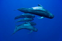 Group of Short-finned pilot whales (Globicephala macrorhynchus) in open water, maybe the whole family with the male, the female and the calves,  Costa Rica. Pacific ocean.