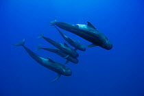 Group of Short-finned pilot whales (Globicephala macrorhynchus) in open water, maybe the whole family with the male, the female and the calves, Costa Rica. Pacific ocean.