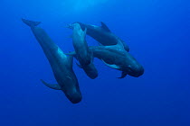 Group of Short-finned pilot whales (Globicephala macrorhynchus) in open water, may be the whole family with the male, the female and the calves, Costa Rica. Pacific ocean.