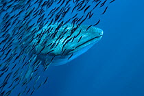 Whale shark (Rhincodon typus) with shoal of anchovies staying near to avoid predation. Los Roques, Venezuela. Caribbean.