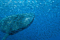 Whale shark (Rhincodon typus) with shoal of anchovies staying near to avoid predation. Los Roques, Venezuela. Caribbean.