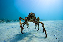 Spider crab (Leptomithrax gaimardii) near aggregation for moulting, South Australia Basin, Australia. Pacific Ocean.