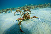 Aggregation of thousands of Spider crabs (Leptomithrax gaimardii) for moulting, South Australia Basin, Australia. Pacific Ocean.