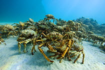 Aggregation of thousands of Spider crabs (Leptomithrax gaimardii) for moulting, South Australia Basin, Australia. Pacific Ocean.