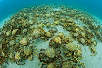 Aggregation of thousands of spider crabs (Leptomithrax gaimardii) for molting, South Australia Basin, Australia. Pacific Ocean.